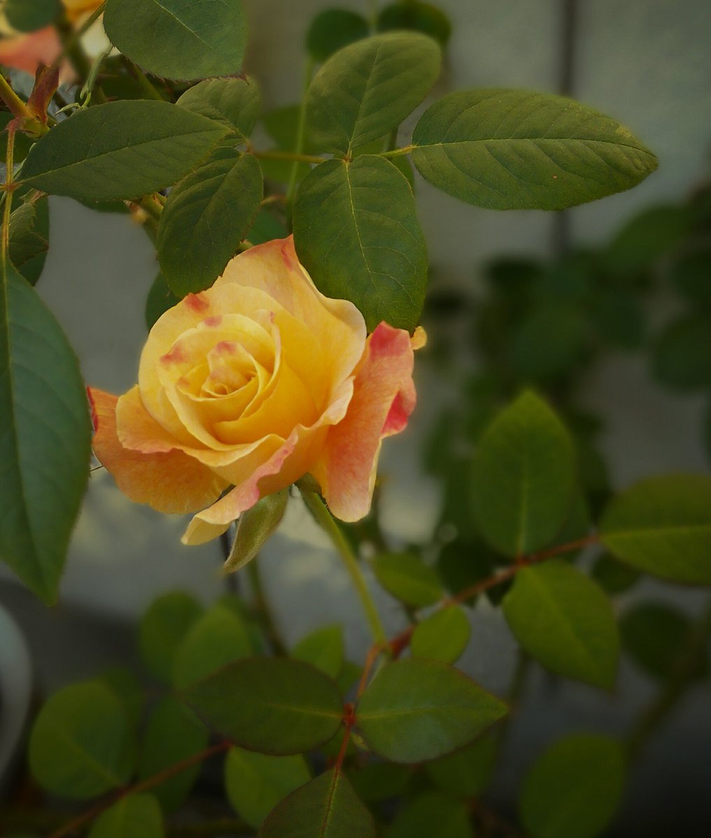 アブラカダブラ というバラは毎回違った色で咲いてくれます ツイナビ