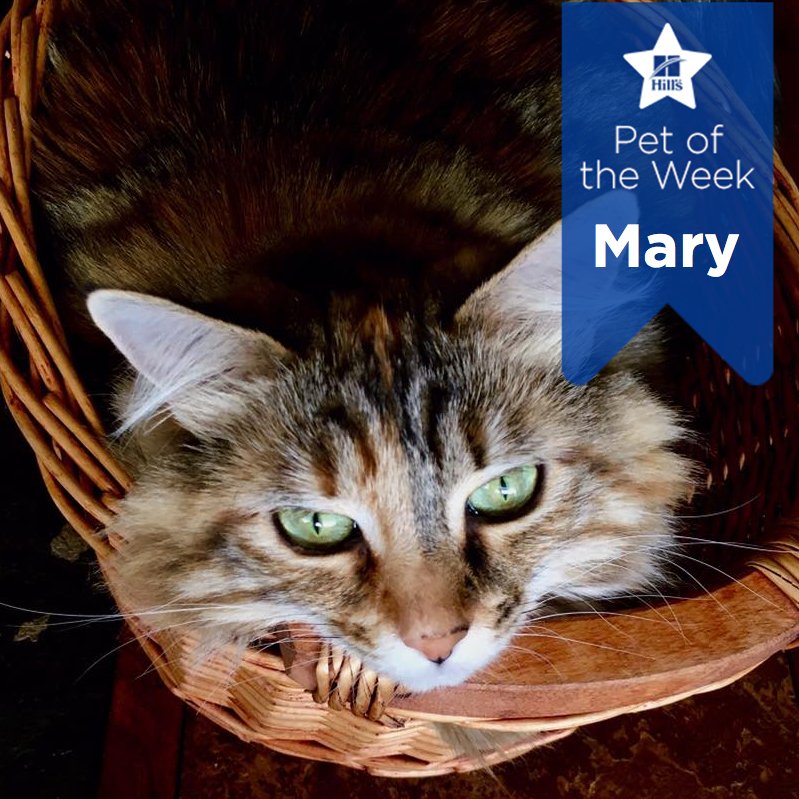 Hill's Pet Nutrition (HillsPet) Twitter