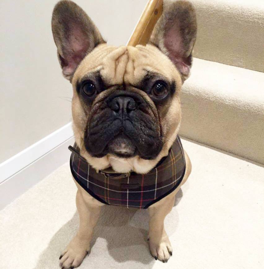 barbour dog coat french bulldog