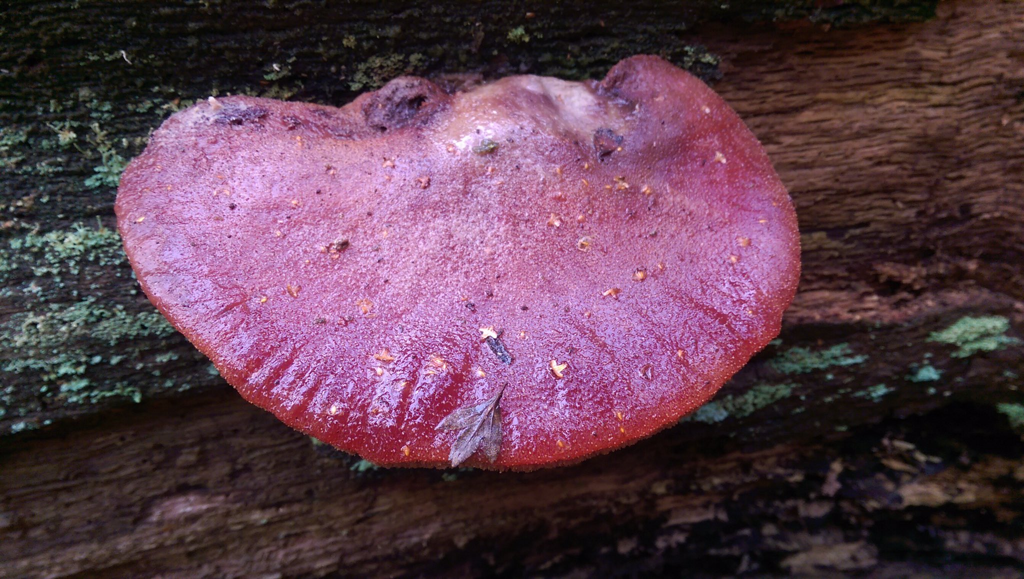 Fetge de vaca (Fistulina hepatica)