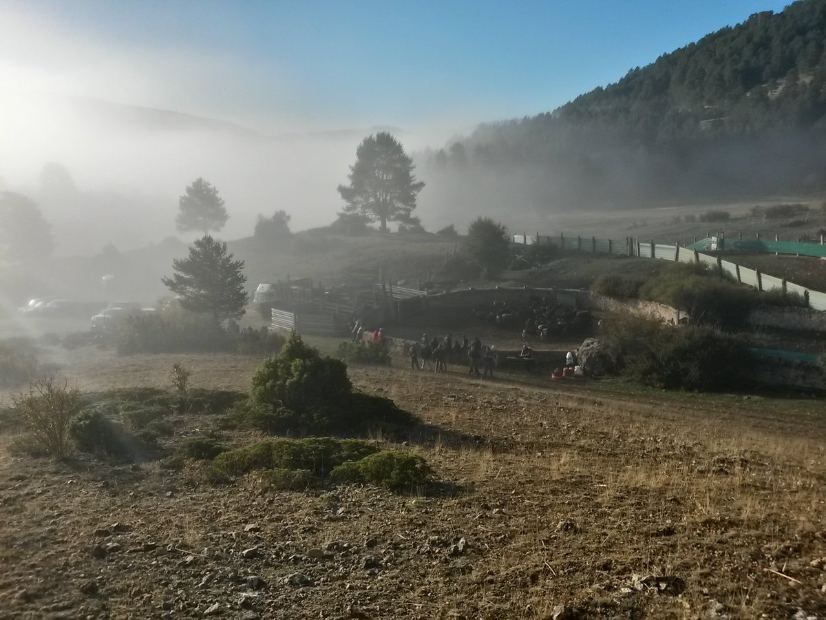 Trash_de_bravo's tweet photo. Hoy en AragónTv a la hora del café,  herradero en @valtablao  Sierra de Albarracín @Temperotv https://t.co/VHcZz4u88i