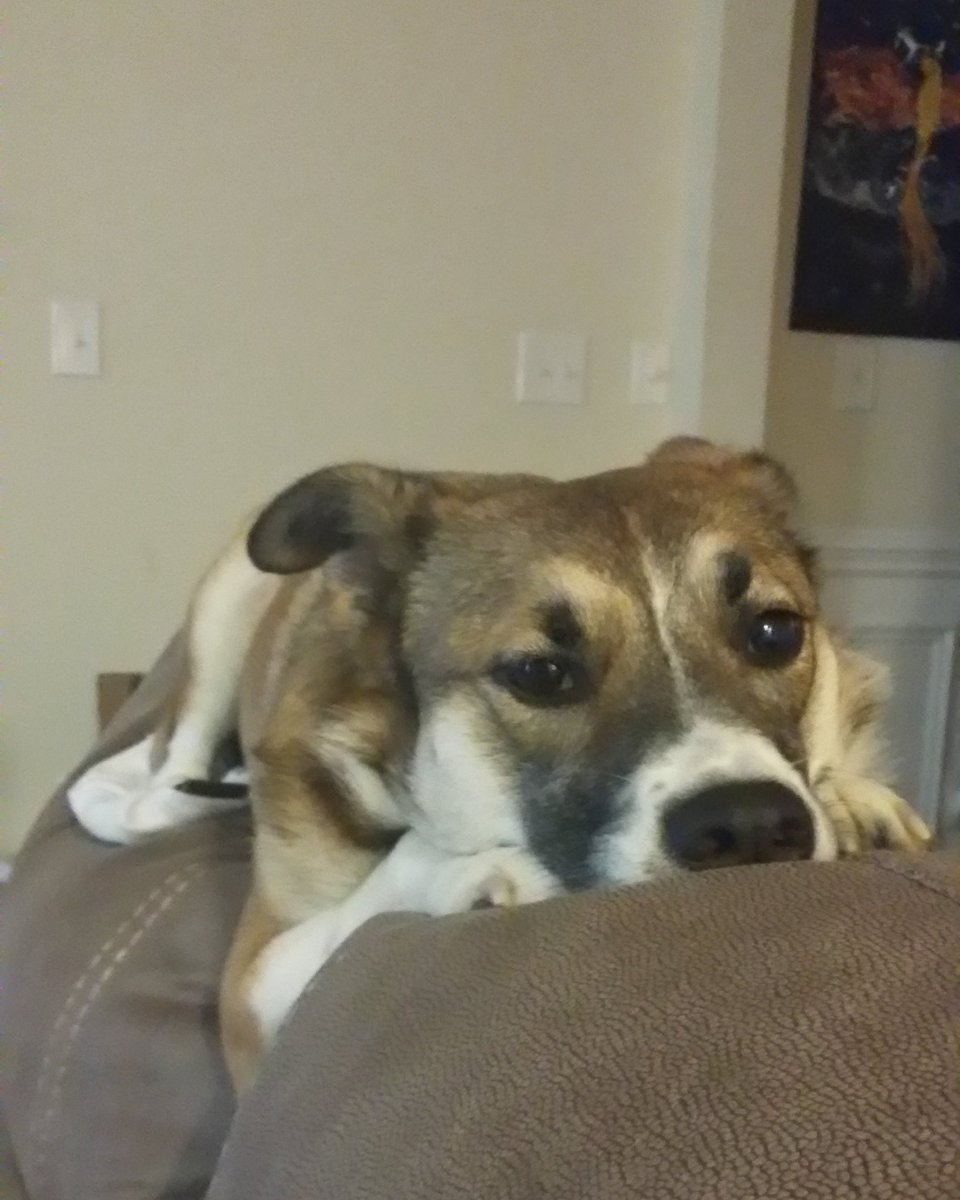 amnewman1984's tweet photo. Trying to convince my dog who has a more rigid schedule than I do that we need to break rigidity today and sleep in. #justonemorehour https://t.co/Q3S6GM1YZz
