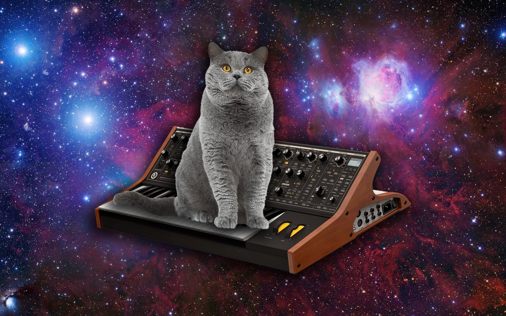 Кошки на синтезаторах в космосе