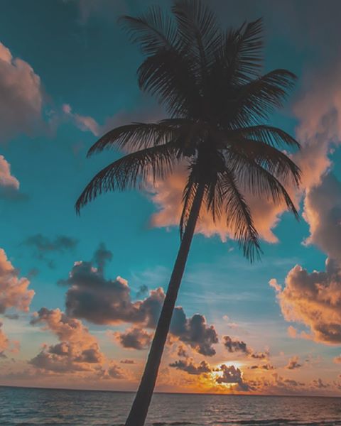 LabelparkFR's tweet image. #palmtree #sunset #LabelPark #Sky #Peaceful #travel #escape #sun #clouds #heaven