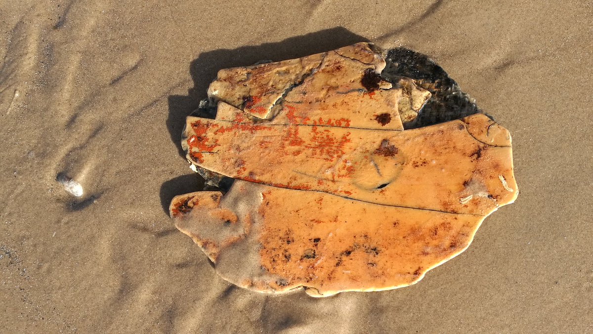 aarondkey's tweet image. Also looking at what I believe to be a broken bit of turtle shell. Thoughts anyone??
#aaronlooksat
#turtleshell ??