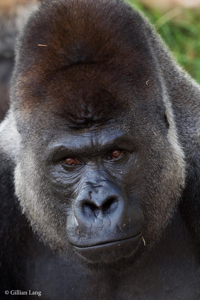 okczoo's tweet photo. Happy #SilverbackSaturday from Togo! https://t.co/oSc6KXjfrb