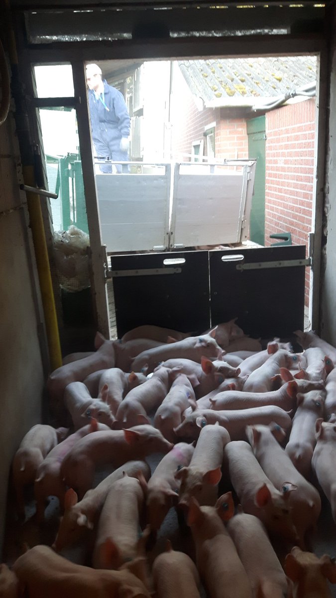 WatEddie's tweet photo. De #biggen worden gespeend van moeder. Deze gaat weer naar de inseminatiestal. De biggen gaan op #transport richting Duitsland #schuttert https://t.co/cZqB3L8ZOq