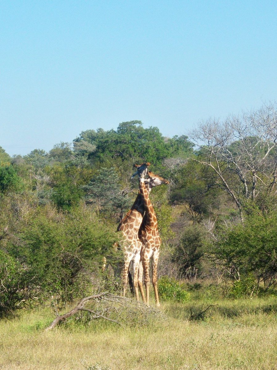 the_wanderwall's tweet photo. Giraffes intertwined in Kruger National Park, South Africa 🌎💚💙 #LoveTravel #Travel https://t.co/BJIUJiFVfC
