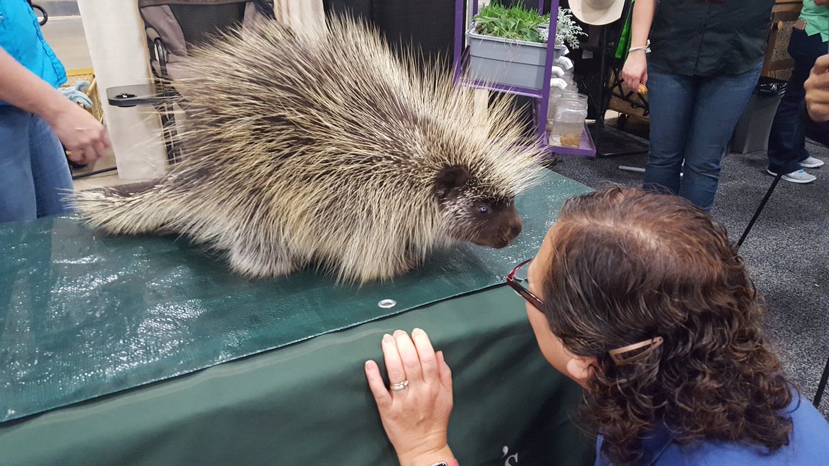 Elmer the porcupine! @cbcovey <a href="/CFISDScience/">CFISD Science</a> <a href="/texaswildlife/">Texas Wildlife Assoc</a> <a href="/tx_cast/">TX CAST</a> #CAST2016
