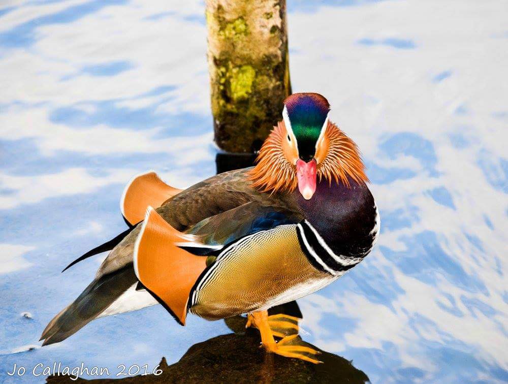 Jophotography24's tweet photo. Mandarin Duck up llangorse #beautifulduck https://t.co/pUJESQqg9W
