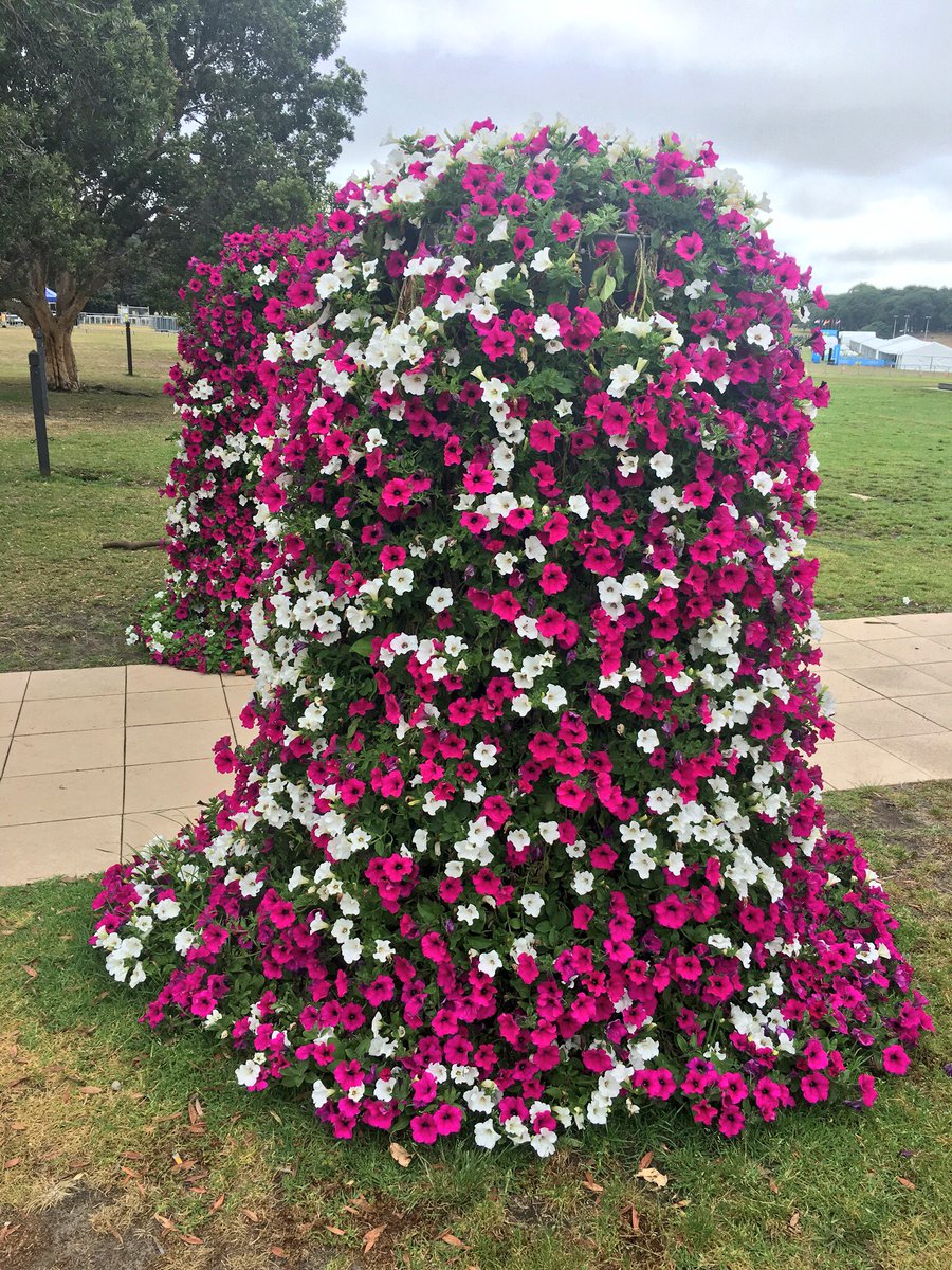 英語で覚える植物名 Plantname919 Twitter