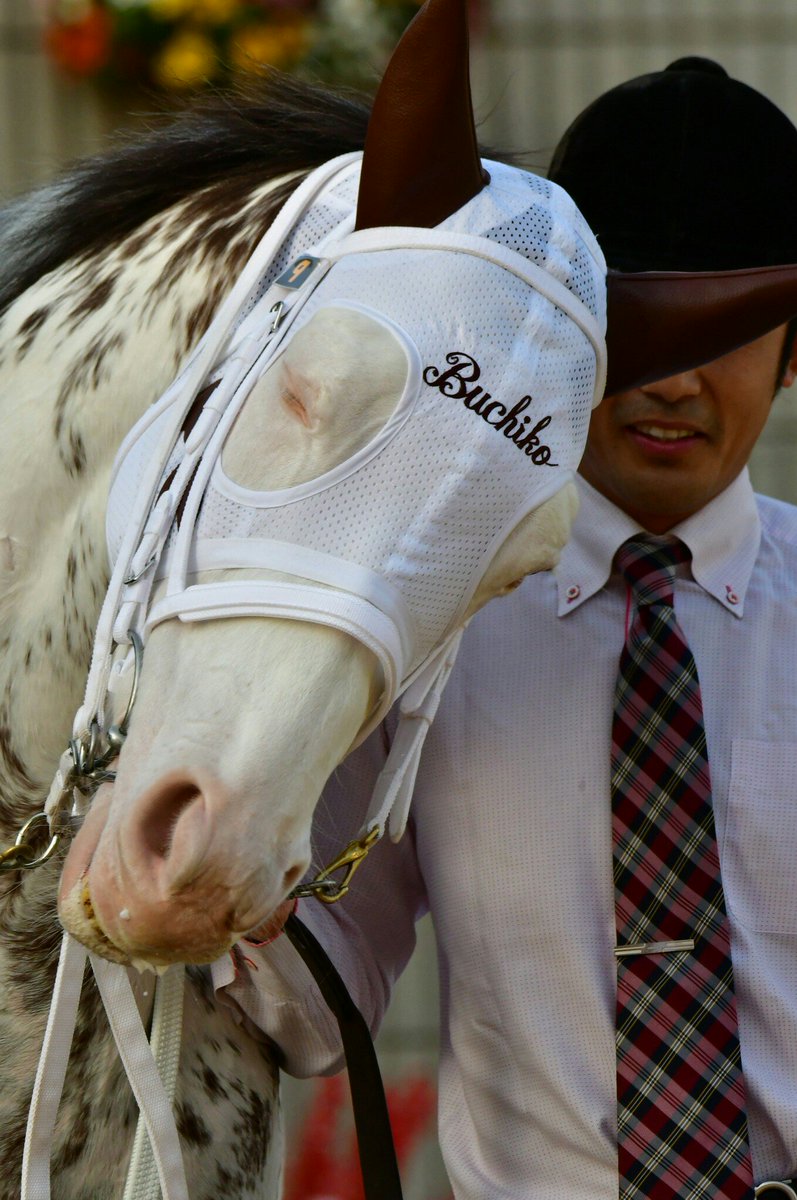 競走馬ソダシの母 ブチコ 厩務員さんとのイチャラブ加減が超可愛いので見て 厩務員さんもブチコと模様を合わせてて愛が深すぎた Togetter