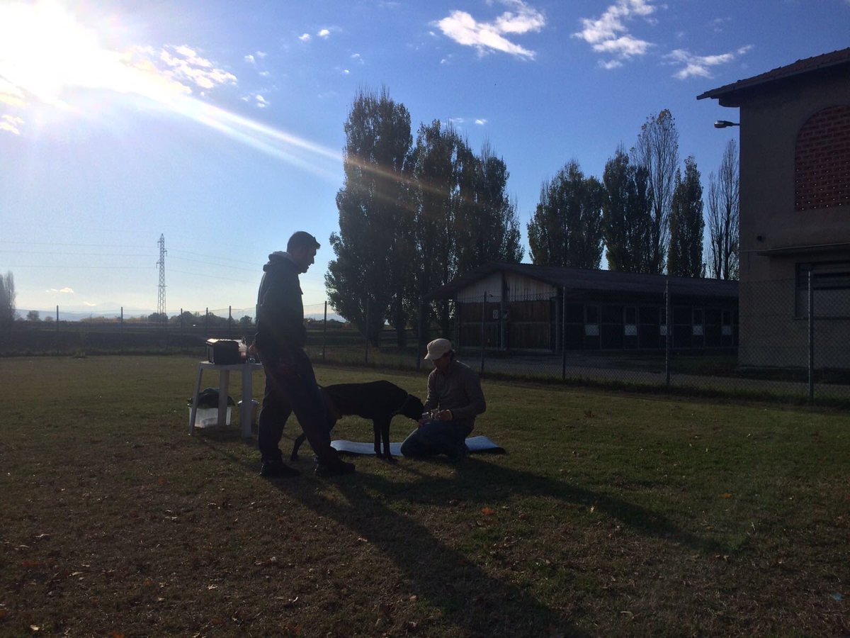 Passion_ForDogs's tweet photo. #nosework #passionfordogs #BOLOGNA @qualazampanews @news_bologna @caniegattionlin @NoseWorkDog @thek9nosework @nosework1 https://t.co/CFpWqjpehK