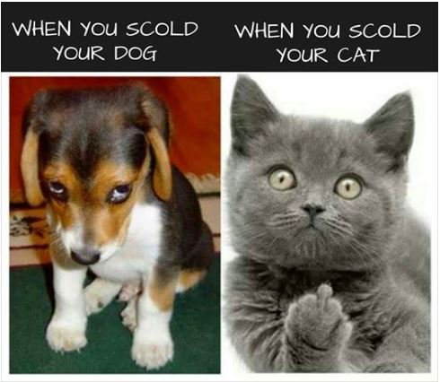 Anyone know a cat like this ?     :-)