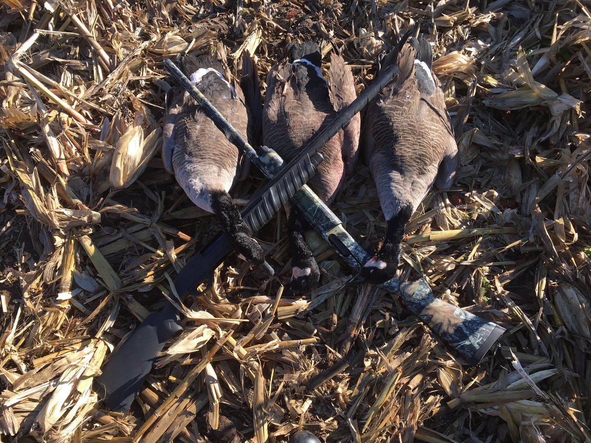 MP_waterfowl's tweet photo. Morning corn field goose hunt. #goose16 #cutem #cupin #MPWP #higdondecoys #avianxdecoys #Remington https://t.co/JYXUer8AWf