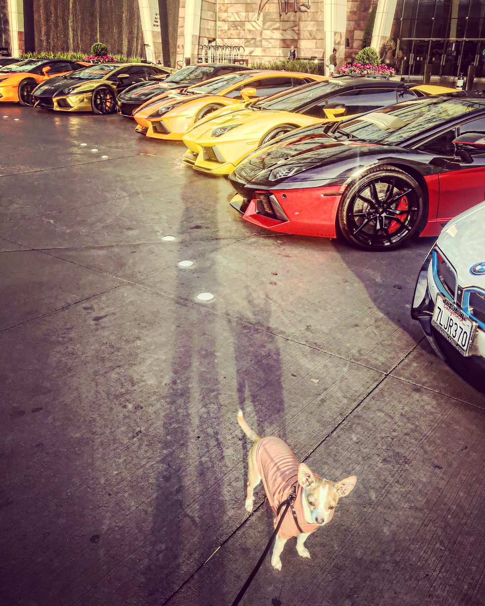 pitdogpete's tweet photo. In #Vegas for momma's races this weekend and found these awesome cars at Aria!!! ❤️️🤗🐶 @colletedavis #pitdogpete  #racing #dog https://t.co/MuSTjOH3xv
