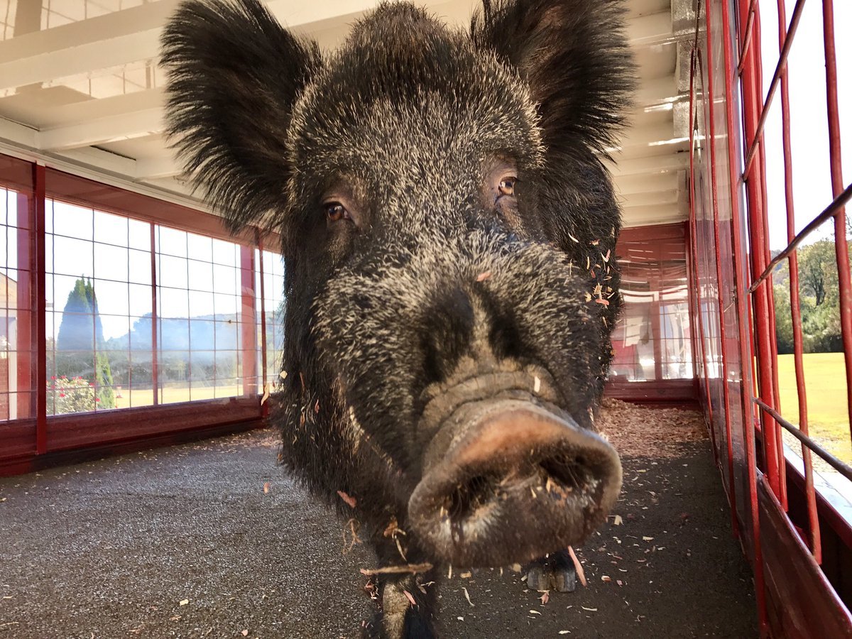 Tusk_UA's tweet photo. Game day, TUSK selfies, and the boot game makes for one happy Razorback. #BeatLSU #WooPig #WPS https://t.co/gQ1E4MSCcO