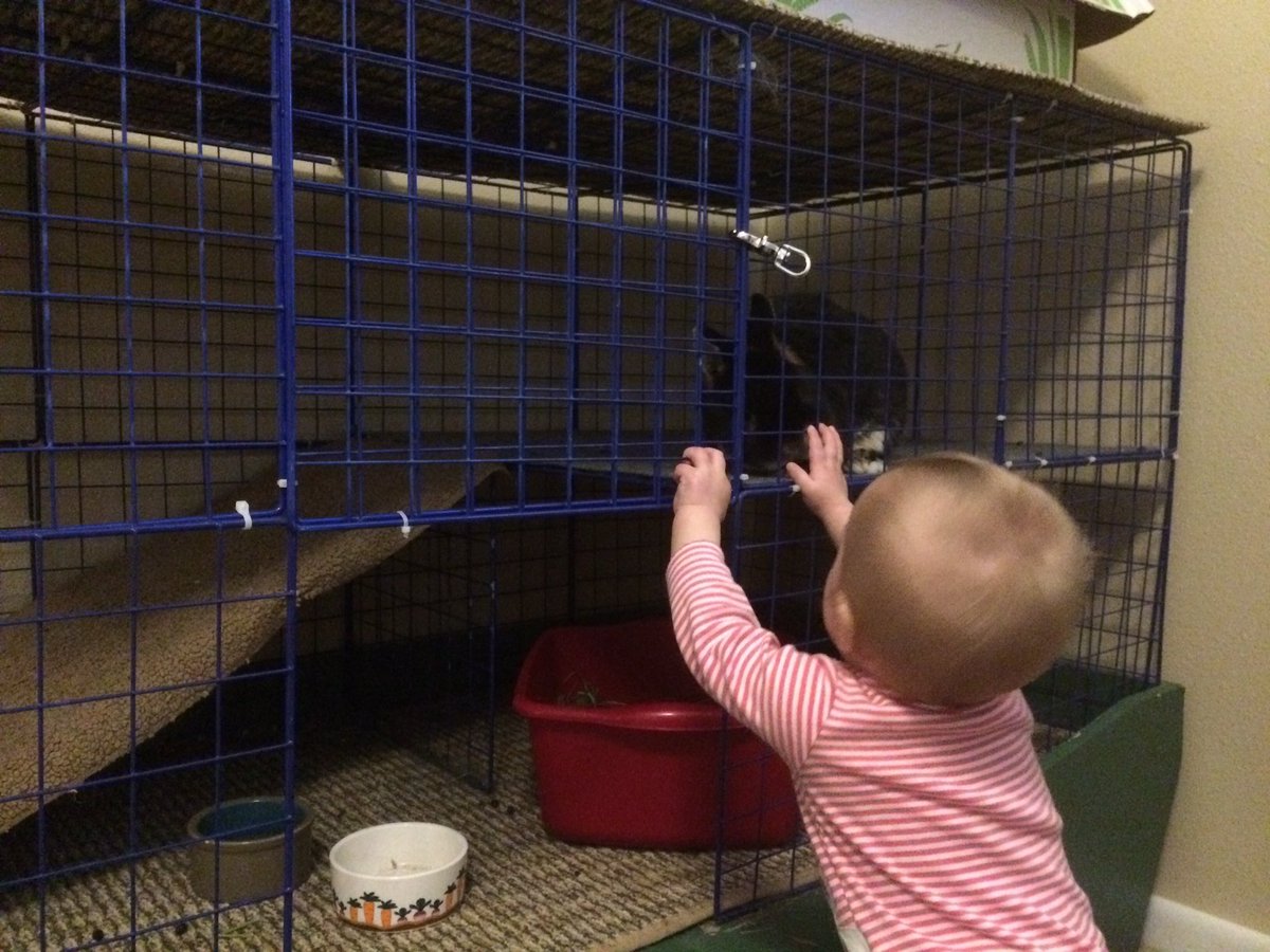 thebunnybundle's tweet photo. I get nervous, but Stewart is behaving quite nice-full even when Annie grabs him. #housersbbit https://t.co/gmnr2MAQ4m