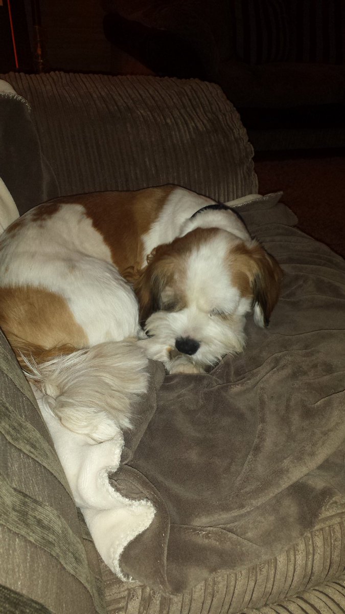 barclaypuppy's tweet photo. Ha! Not only am I ON the sofa, but I'm lying on the super soft fleece blanket which belongs to the #womanhuman ππΆβ€ https://t.co/p5nUMlG60h