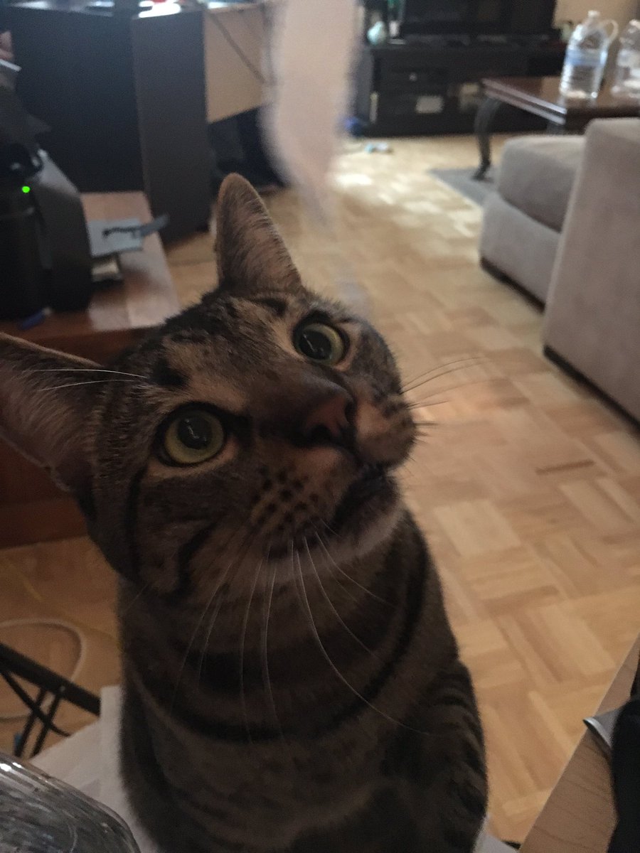 Thor_Witcher's tweet image. Meow