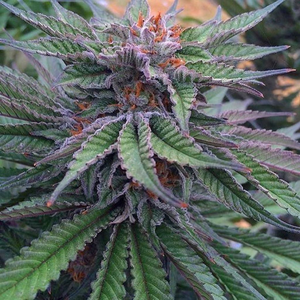chroncierge's tweet photo. Purps & Terps all Day!🍇🍇 by Terpolini.... @tg_genetics_3 #tg_genetics #chroncierge #exclus… https://t.co/0IawFkVVvB https://t.co/SbLkktmRdu