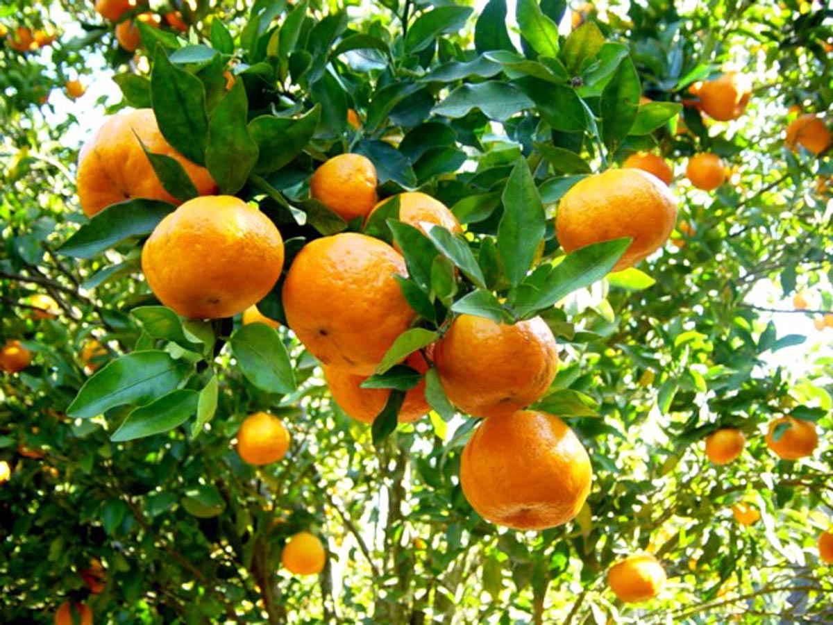 DelfinaMonfort's tweet photo. Las mandarinas en su punto. https://t.co/t3zw4QuktH