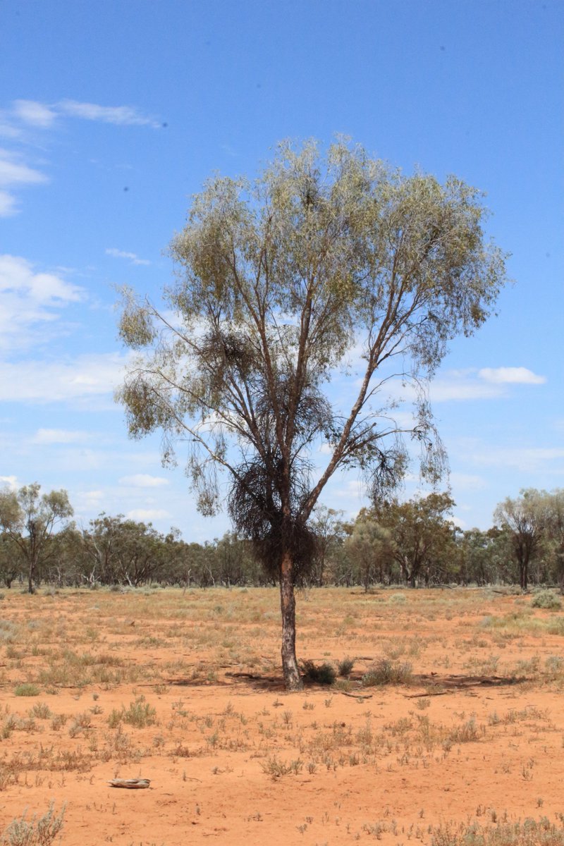 SeedyGav's tweet photo. Leopardwood (Flindersia maculata) - an iconic outback tree, here retained as paddock trees near Bourke #ozflora #outback #backobourke https://t.co/jLXXHnhNWd