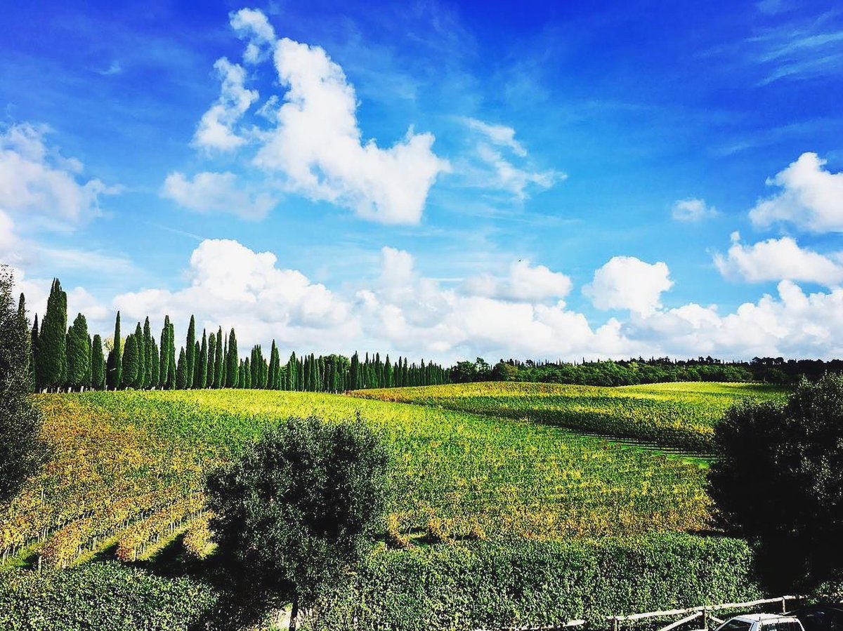 arcanumwines's tweet photo. A vineyard with a view. https://t.co/T5jUIFigDF #PostcardsfromItaly #Toscana https://t.co/CMx6i4WtFO