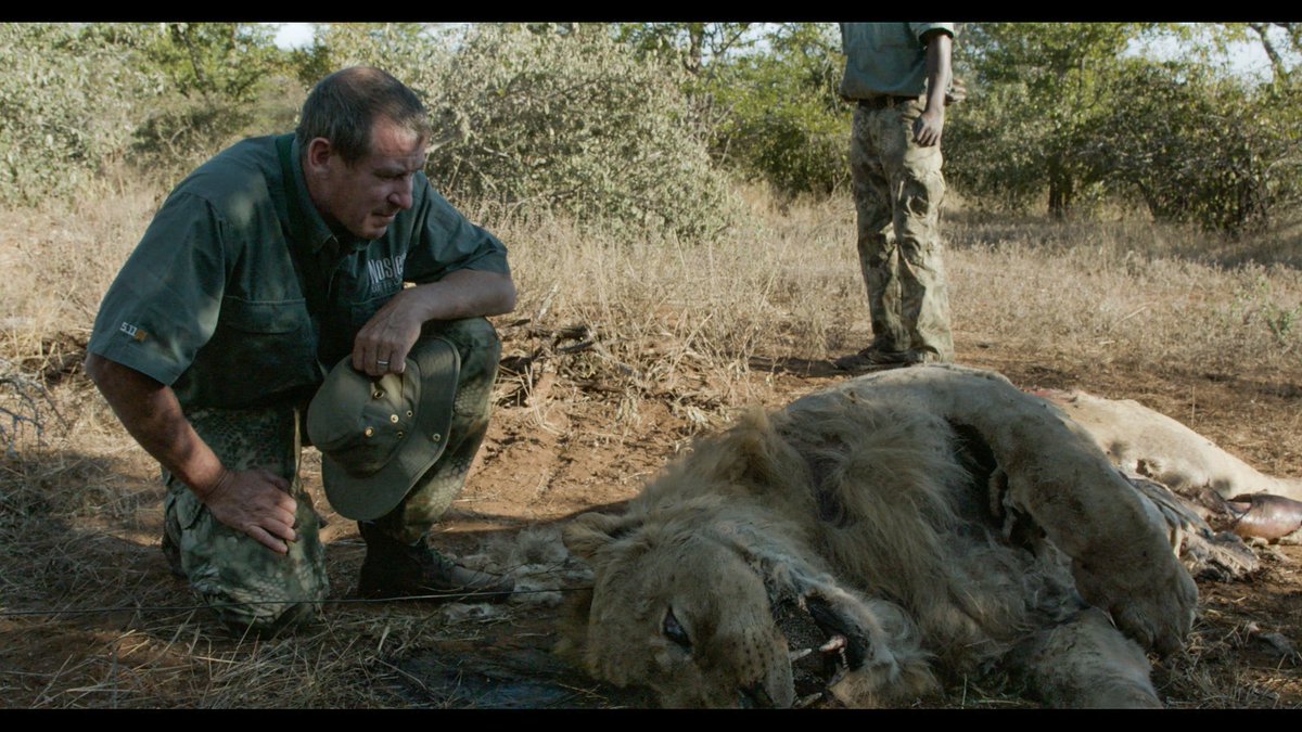 This is the result of closed Lion hunting! #itsworthsaving #ivancarter #carterswar #ivancarterafrica
