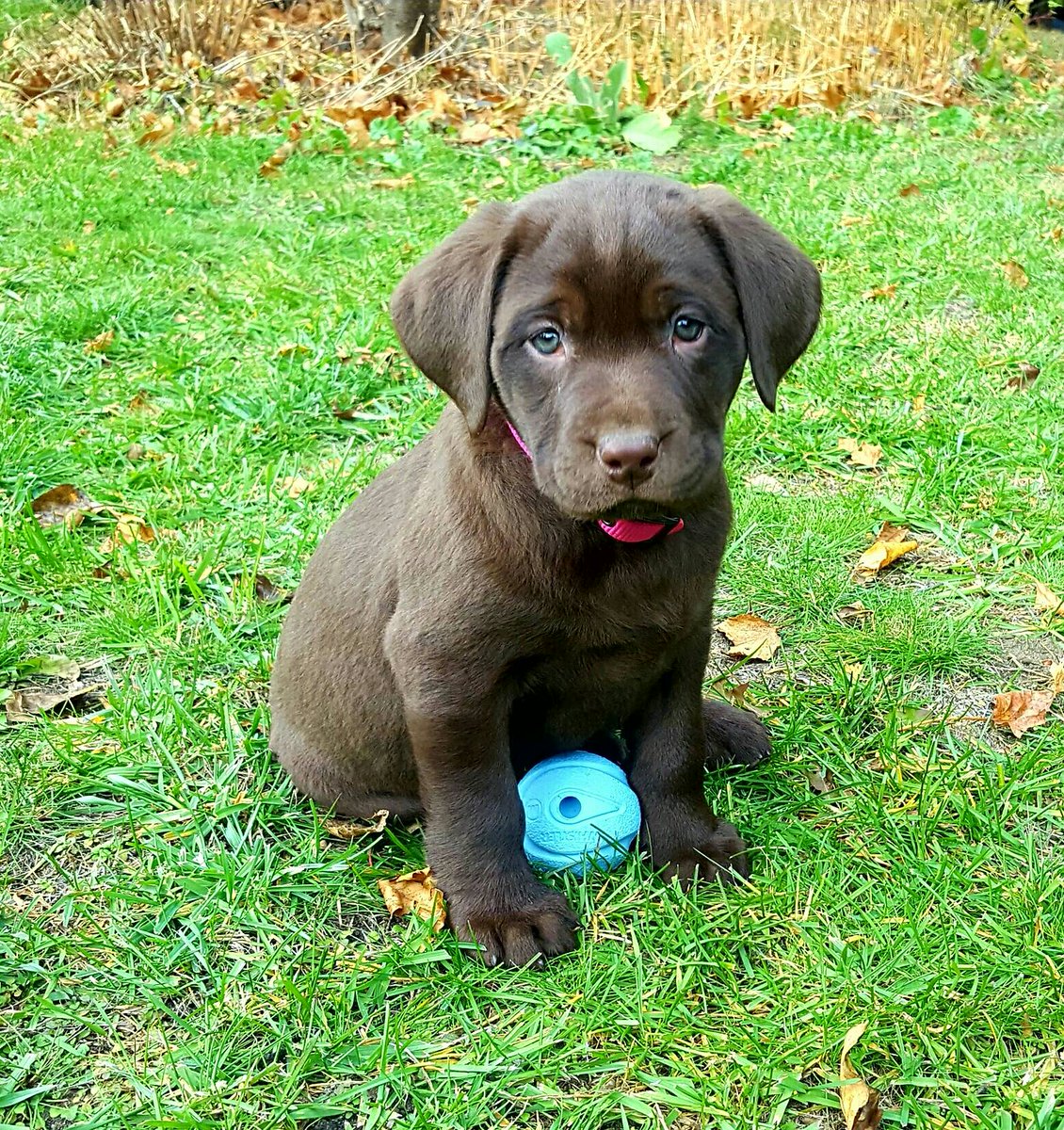 PoftheSea's tweet photo. Hazel our new chococlate lab puppy! #furbaby #labrador https://t.co/vNkUF2S5oF