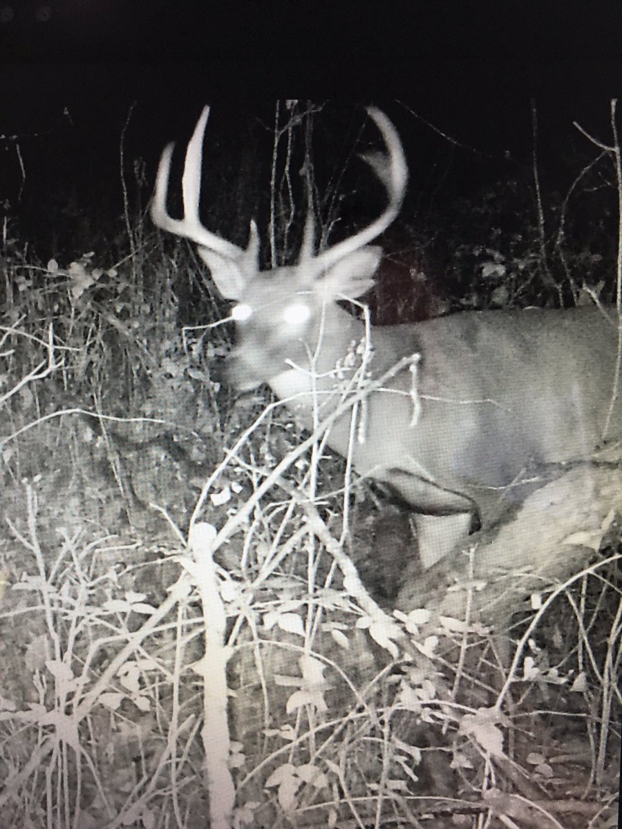 All these hours in the stand are bound to pay off. Anyone wanna throw me a touch of luck!?!? #bigbuck #hitlist #deerhunting