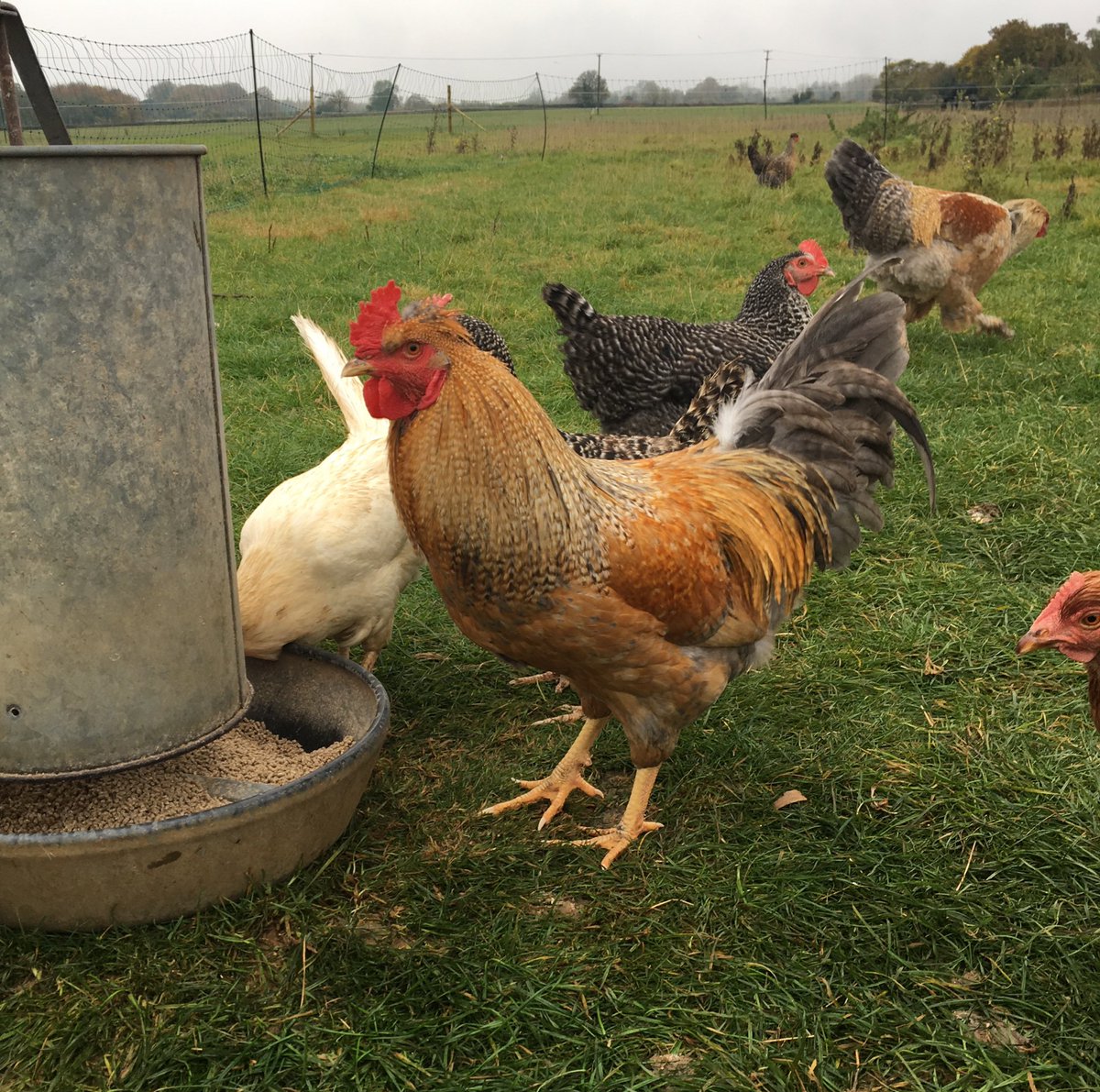 NewMacsFarm's tweet photo. RT: More #cockerels in need of homing asap. These guys will be going to slaughter next week if I can't find homes 🐓 https://t.co/NWf7tuggGx