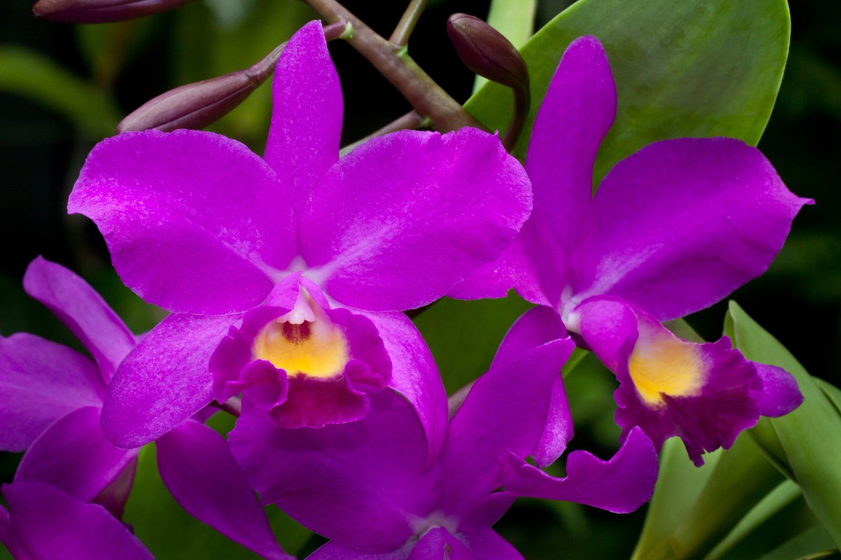 英語で覚える植物名 Plantname919 Twitter