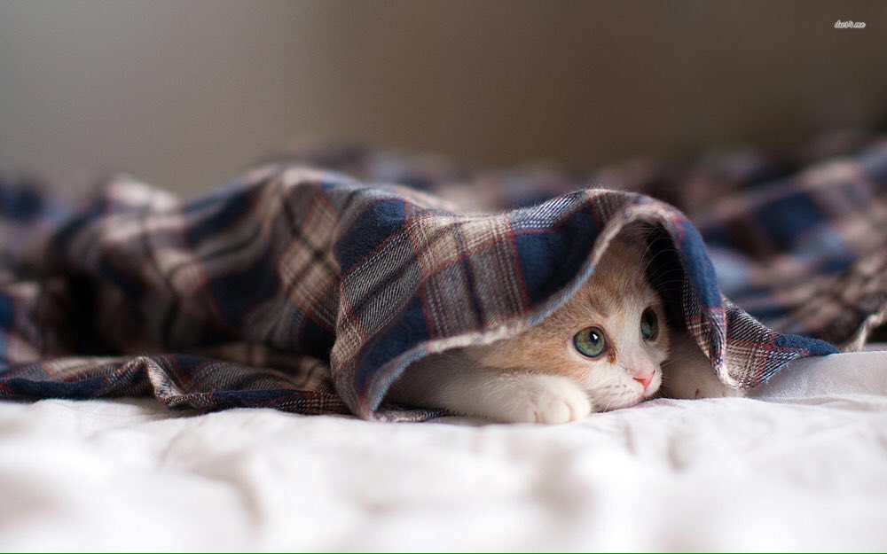 joyfulng's tweet photo. @rosemarymeier14 #prettykitten for you 😻 https://t.co/TdhInxHr7p