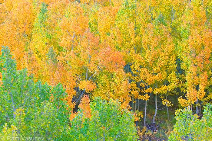 Artsale! #FallColors #Sierra #AspenForest
#autumn #therapeutic #healthcare #home #interior #design #wallart
goo.gl/xTNk2k