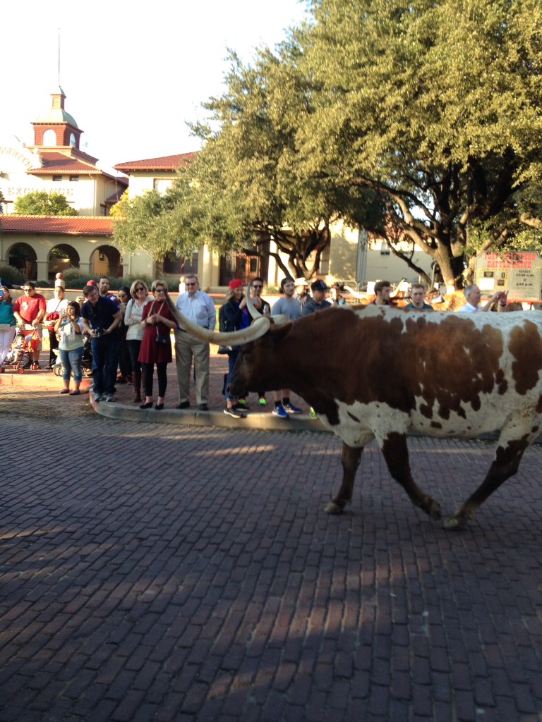 Big longhorns up close.