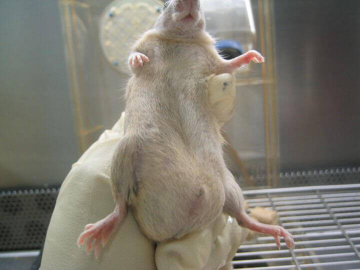 peta's tweet photo. Rats often shiver in fear as their penises are skinned, electrically mutilated, &amp; they're pumped with chemicals before being killed in labs. https://t.co/sfvenPejDm
