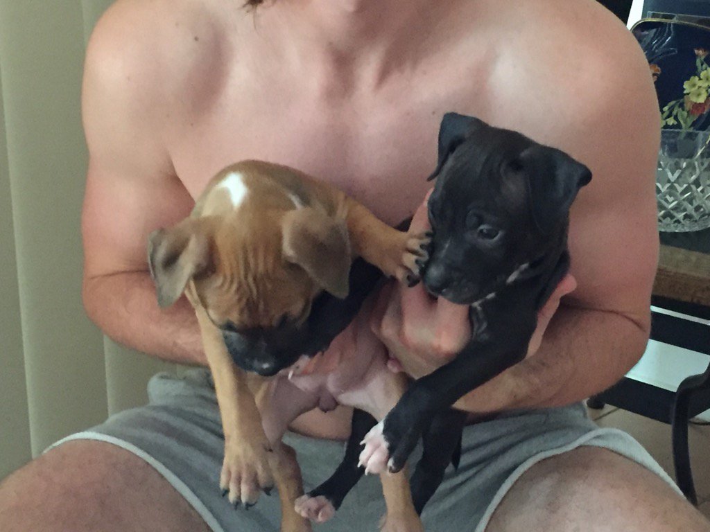 ht2003's tweet image. New additions to the family these two abandoned along with mum and six others yesterday great work by AWL