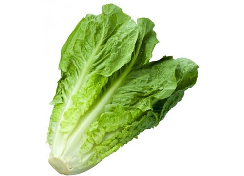 marul Papatyagiller ailesindenmiş sana ne yaptılar da böyle oldun