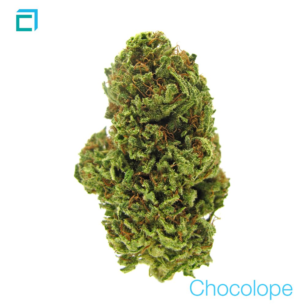 cornerstone_LA's tweet photo. The rare strain #Chocolope has excellent creative headspace &amp; sensory enhancement. #ChocolateThai x #CannalopeHaze.

https://t.co/XUsk61EDGD https://t.co/2shsrhy2td