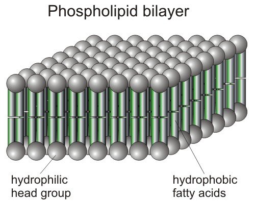 Gcellmembrane16's tweet photo. The Cell Membrane is made up of a phospholipid bilayer That is both hydrophilic and hydrophobic. -NB https://t.co/PgJdWWfppE