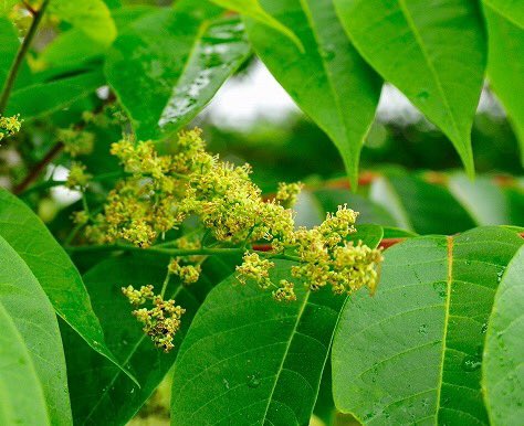 もも おはようございます 11 13誕生花 ウルシ 花言葉 頭脳明晰 別名カブレノキ 花は6月頃に咲き 秋に葉は赤く紅葉します 七分咲になるころから漆掻きが始まります ウルシの語源は麗しいとか潤しいから転訛したと言われています 春の山菜