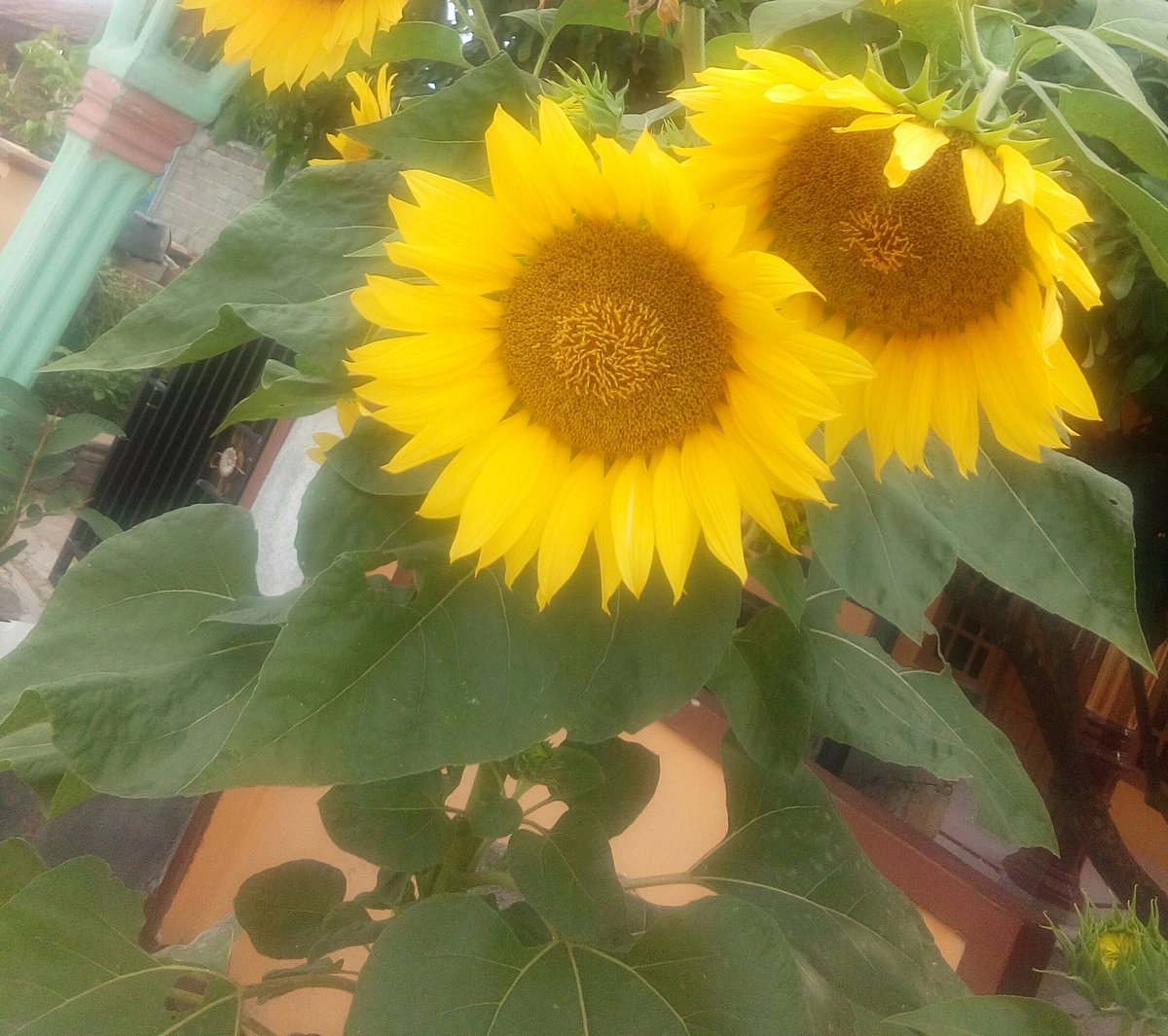 diahayu0712's tweet photo. https://t.co/ucTM6mzIfv