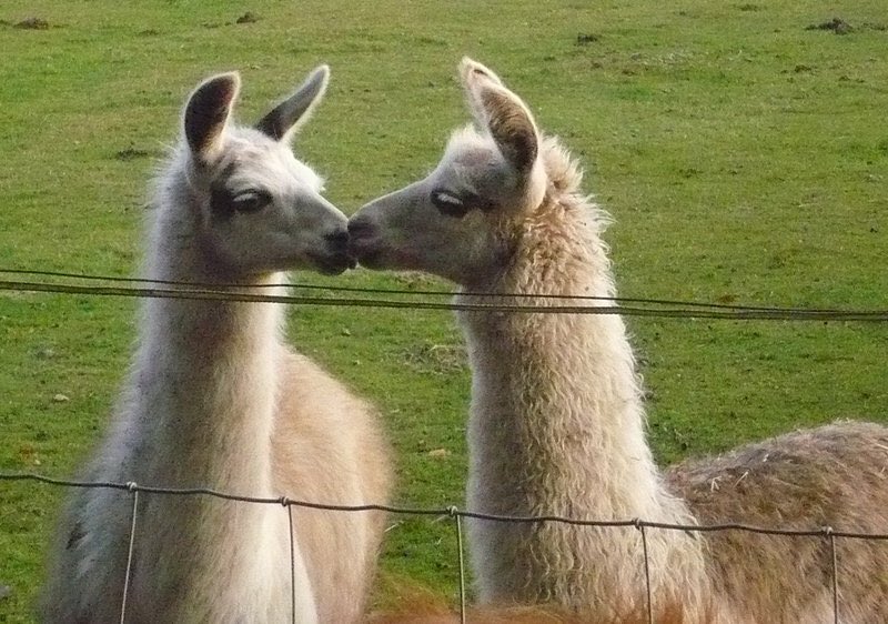 Ak_kijoer's tweet photo. They're should just be called incredibly adorable rabbit-horses. ❤️❤️❤️ #llamas https://t.co/PcizrAJaYB