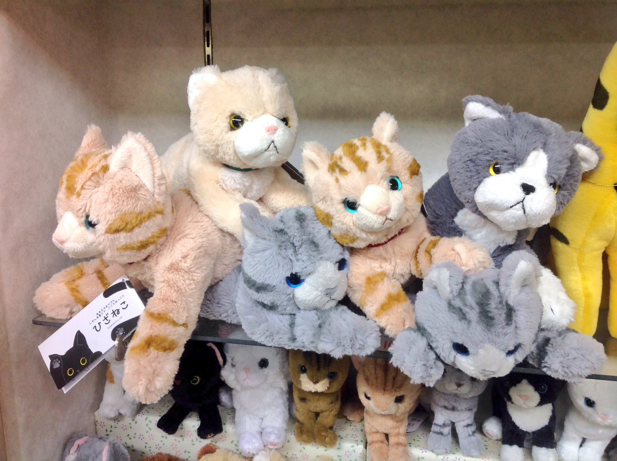 サンレモン　ひざねこ　エキゾチック　２種セット ひざねこ ぬいぐるみ(S) エキゾチックGY - サンレモン