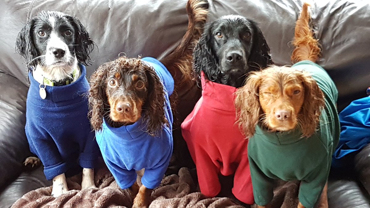 County Pet Services tweet media