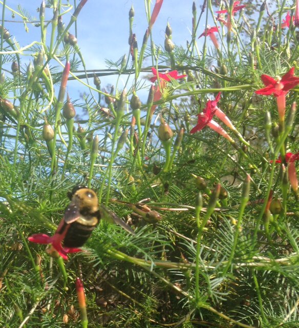 CSButler44's tweet photo. Been having an interesting couple of day/ with BEEs. They move from the cypress vine to the trailer door. https://t.co/Wday6MQq1y
