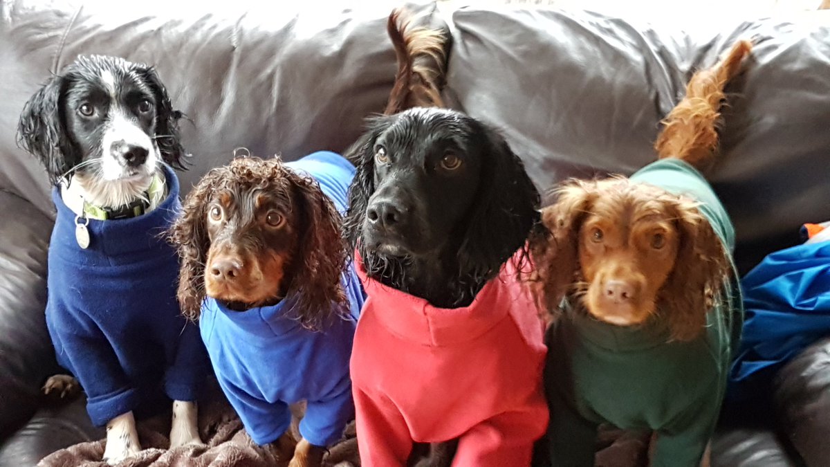 County Pet Services tweet media