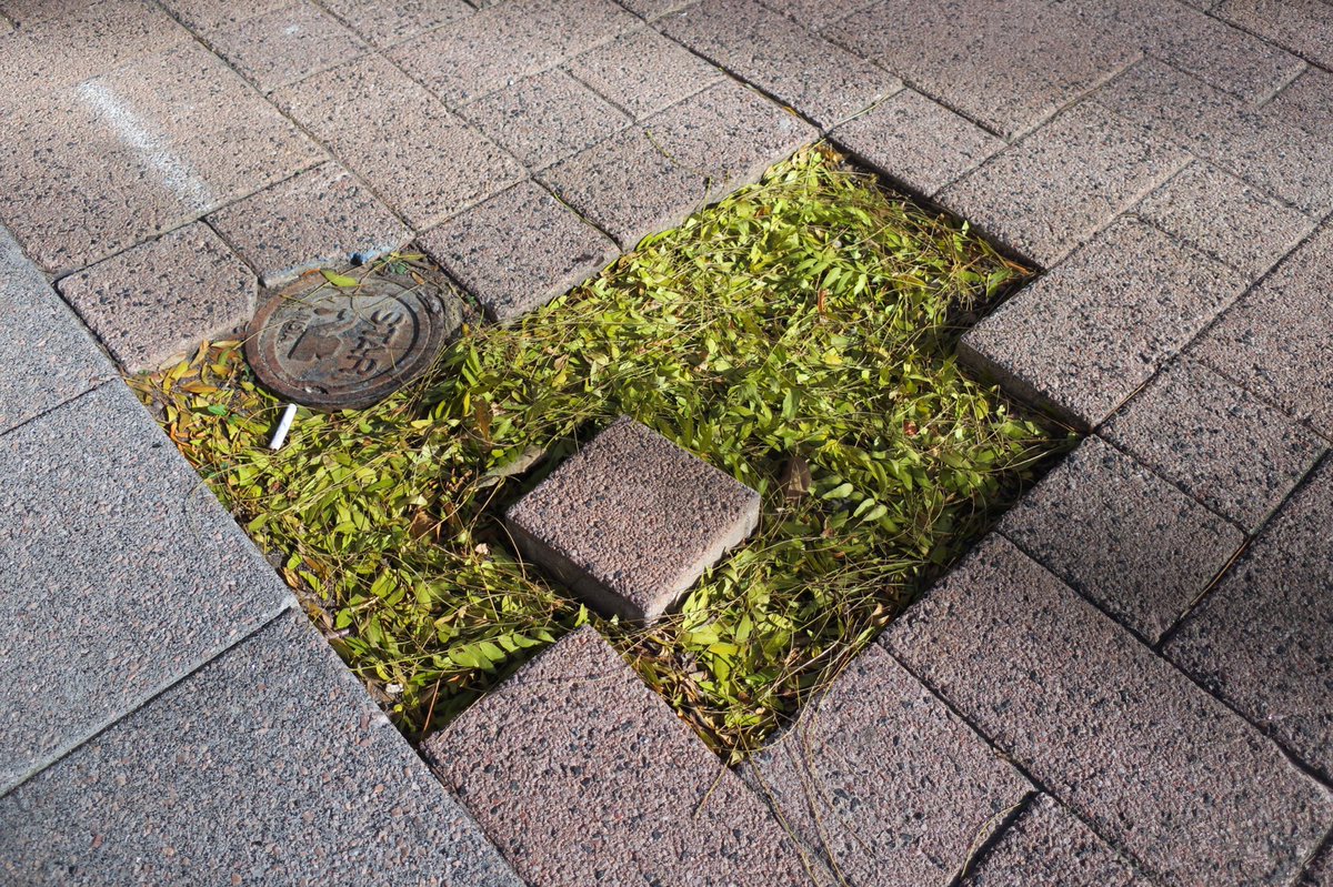 stevenlaurie's tweet image. #collectingleaves #interlockingbrick #photography
