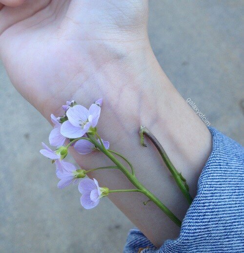 withpatterns's tweet image. My blood is blue and my brain is green